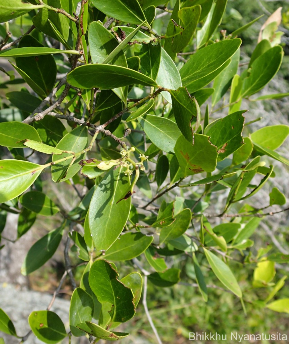 Pleurostylia opposita (Wall.) Alston